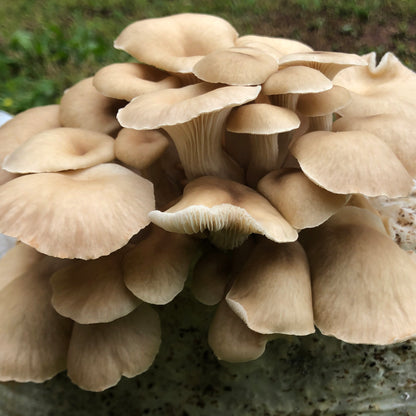 Oyster Mushroom Sawdust Spawn  - (Pleurotus spp.) - 5lb