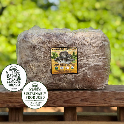 Oyster Mushroom Sawdust Spawn  - (Pleurotus spp.) - 5lb