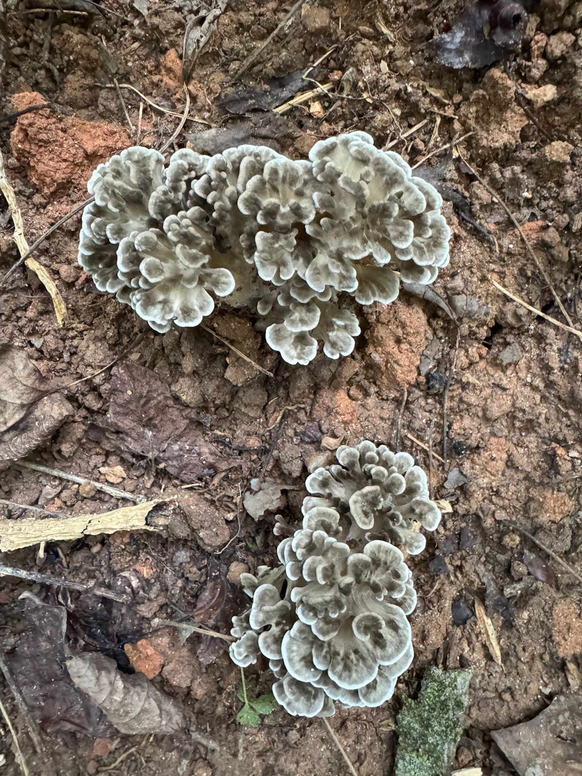 Specialty Maitake Mushroom Fruiting Logs - New Product Release!
