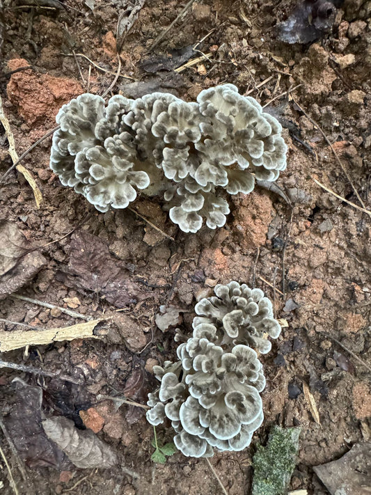 Specialty Maitake Mushroom Fruiting Logs - New Product Release!