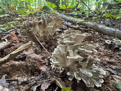 Specialty Maitake Mushroom Fruiting Logs - New Product Release!