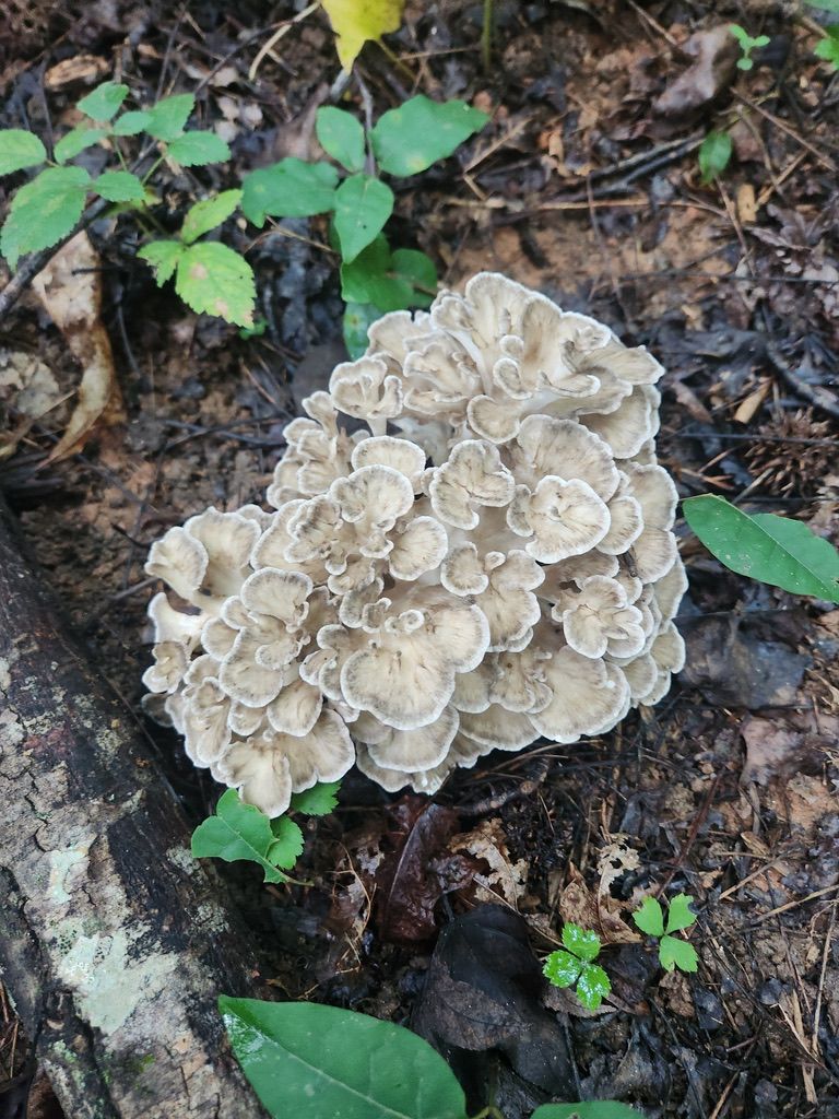 Specialty Maitake Mushroom Fruiting Logs - New Product Release!