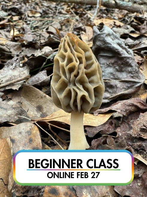 Edible Wild Mushroom ID - Southeast Winter and Spring Season (Online Class) - Feb 27th, 2025