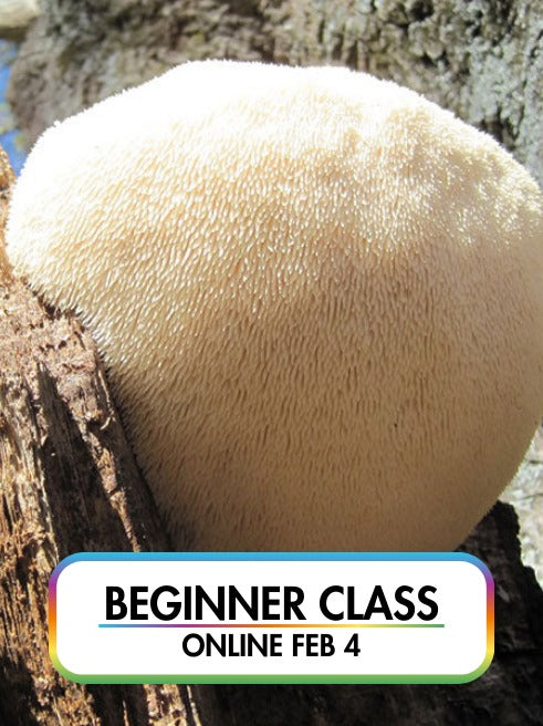 Edible Wild Mushroom ID - Southeast Winter and Spring Season (Online Class) - Feb 4th, 2025