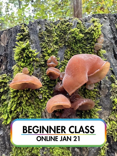 Edible Wild Mushroom ID - Southeast Winter and Spring Season (Online Class) - Jan 21st, 2025