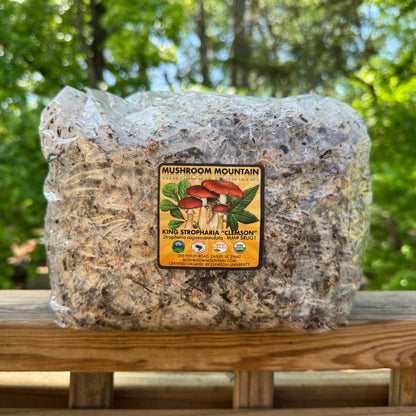 *Pre-Order* Wine Cap “Stropharia rugoso-anulata” Living Mulch