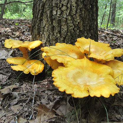 Jack'O’Lantern Plugs - (Omphalotus olearius)