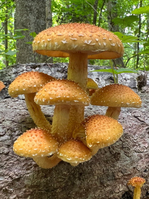 Edible Wild Mushroom ID - Southeast Winter and Spring Season (Online Class) - Jan 21st, 2025