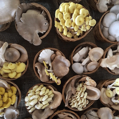 Fall Mushroom Cultivation Workshop - AUG 9, 2025