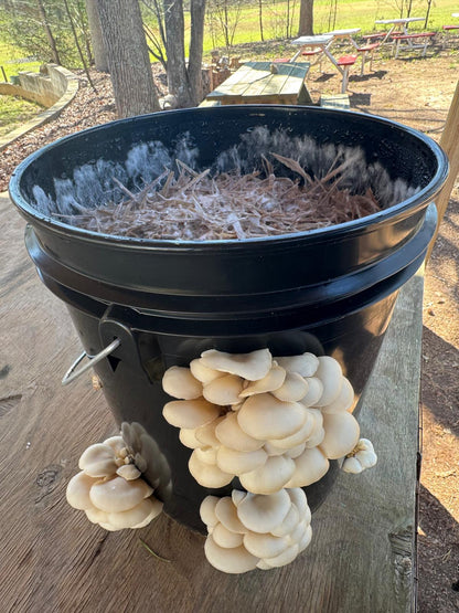 Oyster Mushroom Sawdust Spawn  - (Pleurotus spp.) - 5lb