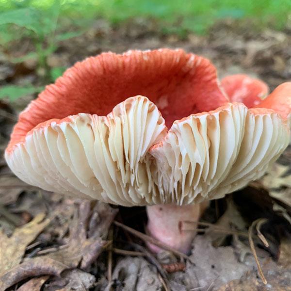 Wild Mushroom Foraging Certification Course (SC, NC, GA, VA, AL, PA, NY, RI) – 5-Year State-Approved Permit Training - March 14-15, 2026