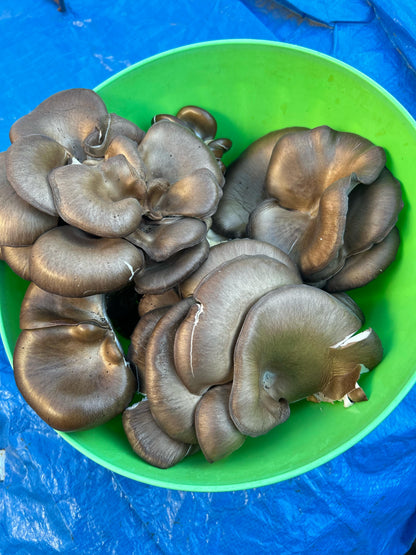 Oyster (Pleurotus spp.) Mushroom Fruiting Log