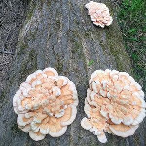 Wild Mushroom Food Safety Certification - PENNSYLVANIA - AUG 3-4, 2024