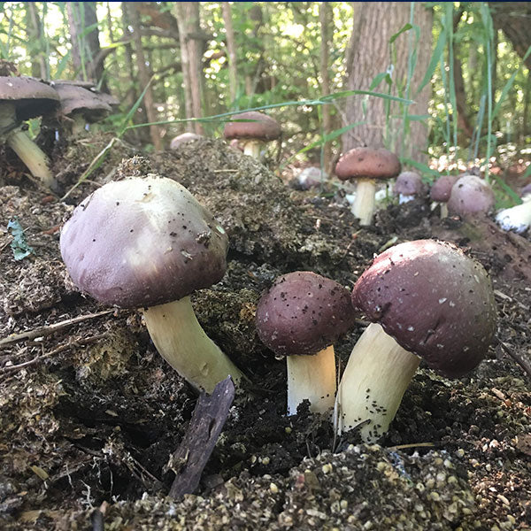 King Stropharia “Clemson” - Garden Giant - (S. rugoso-annulata) - 5lb