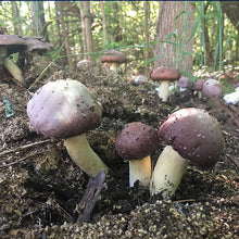 Load image into Gallery viewer, King Stropharia “Clemson” - Garden Giant - (Stropharia rugoso-annulata) - 5lb