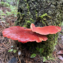 Load image into Gallery viewer, Wild Mushroom Food Safety Certification - Georgia - SEP 9-10, 2023