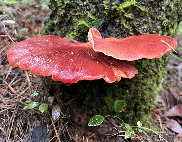 Wild Mushroom Food Safety Certification - PENNSYLVANIA - JULY 19-20, 2025 - VIRTUAL
