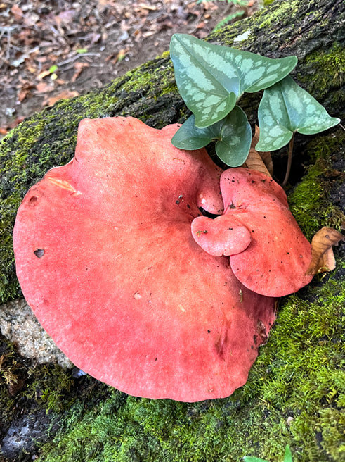 Wild Mushroom Food Safety Certification TIER 1 - NEW HAMPSHIRE - OCT 12, 2025