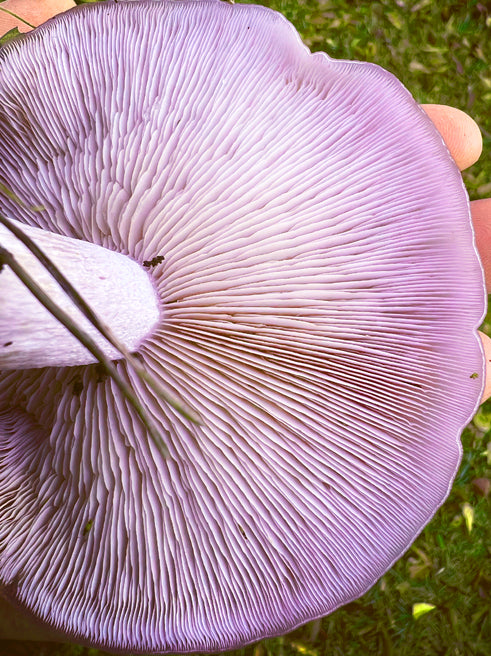 *Pre-order* Blewit Living Mulch (Lepista nuda) - 5lb