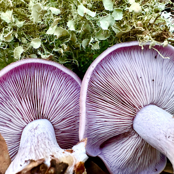 *Pre-order* Blewit Living Mulch (Lepista nuda) - 5lb
