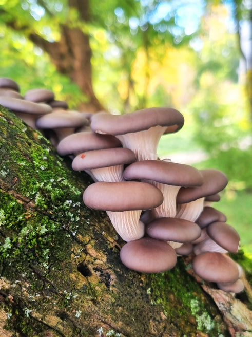 Edible Wild Mushroom ID - Southeast Winter and Spring Season (Online Class) - Feb 27th, 2025