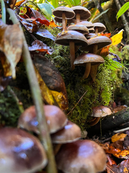 Bricktop MycoGarden Fruiting Kit - (Hypholoma lateritium)