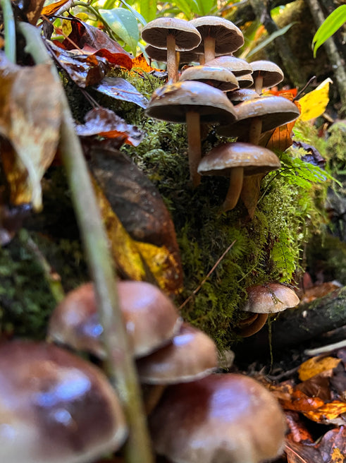 Wild Mushroom Food Safety Certification - NEW YORK - MAY 31 - JUNE 1, 2025