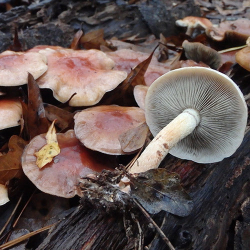 Bricktop MycoGarden Fruiting Kit - (Hypholoma lateritium)