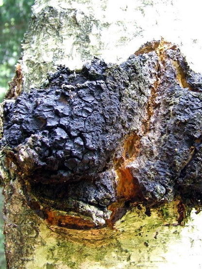 Mycomatrix CHAGA Adaptogenic Mushroom Extract