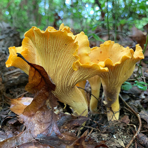 Wild Mushroom Food Safety Certification - GEORGIA - AUG 24-25, 2024