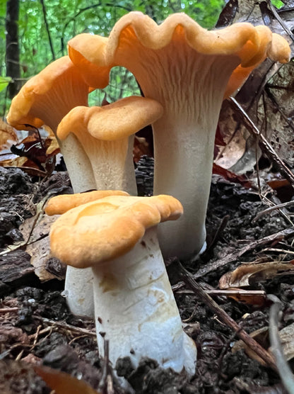 Wild Mushroom Food Safety Certification - PENNSYLVANIA - JULY 19-20, 2025 - VIRTUAL