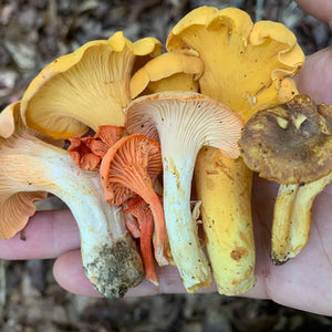 Wild Mushroom Food Safety Certification - Georgia - SEP 9-10, 2023