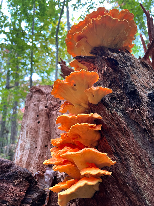 Wild Mushroom Food Safety Certification - Georgia - MAR 8-9, 2025