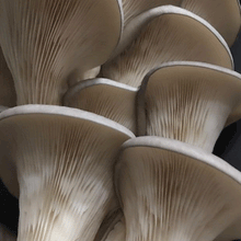 Load image into Gallery viewer, Spring Mushroom Cultivation Workshop - APR 13, 2024