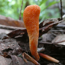 Load image into Gallery viewer, Cordyceps Cultivation Workshop with Will Padilla-Brown - MARCH 30, 2024
