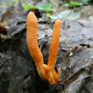Cordyceps Cultivation Workshop with Will Padilla-Brown - MARCH 30, 2024
