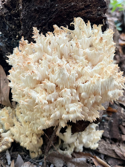 Wild Mushroom Food Safety Certification  - NORTH CAROLINA - SEP 27-28, 2025 - VIRTUAL