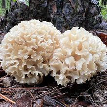 Load image into Gallery viewer, VIRTUAL Wild Mushroom Food Safety Certification - SEPT 23-24, 2023