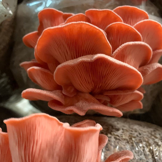 Pink Oyster MycoGarden Fruiting Kit  - (Pleurotus ostreatus)