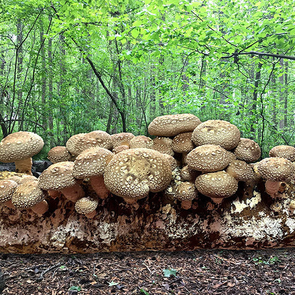 *Holiday Pre-Order* Shiitake Fruiting Kit