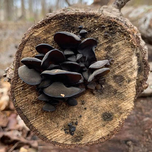 Wood Ear Sawdust Spawn (Auricularia polytricha) - 5lb