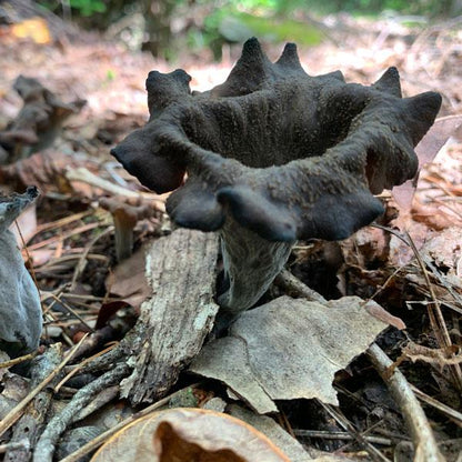 Wild Mushroom Food Safety Certification - PENNSYLVANIA - JULY 19-20, 2025 - VIRTUAL