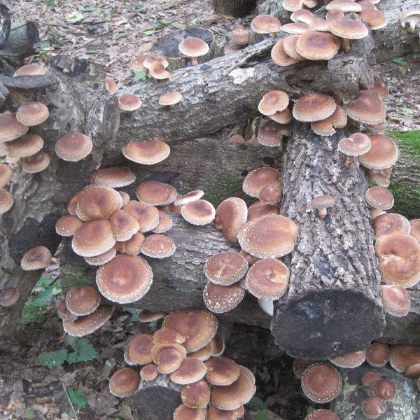 Fall Mushroom Cultivation Workshop - AUG 9, 2025