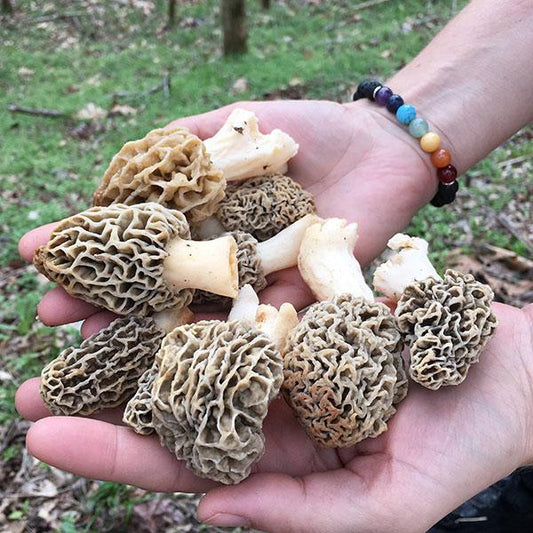Mushroom Mountain Farm Tour | March 12, 2026 – Easley, SC