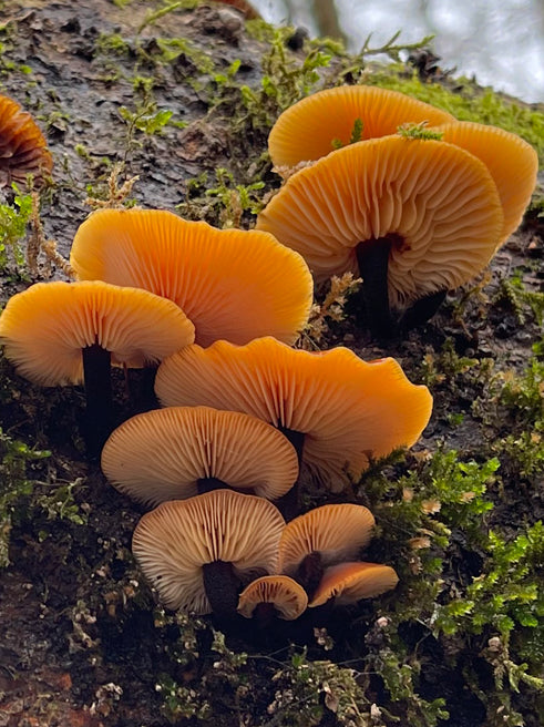 Wild Mushroom Food Safety Certification - PENNSYLVANIA - MAY 3-4, 2025