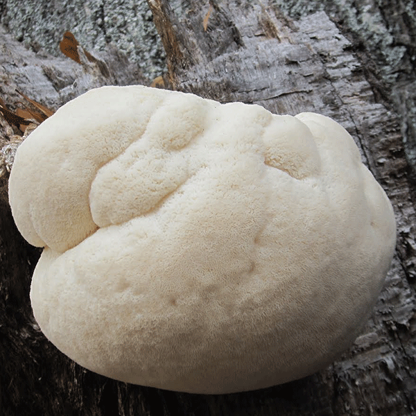 *Holiday Pre-Order* Lions Mane Mushroom Fruiting Kit