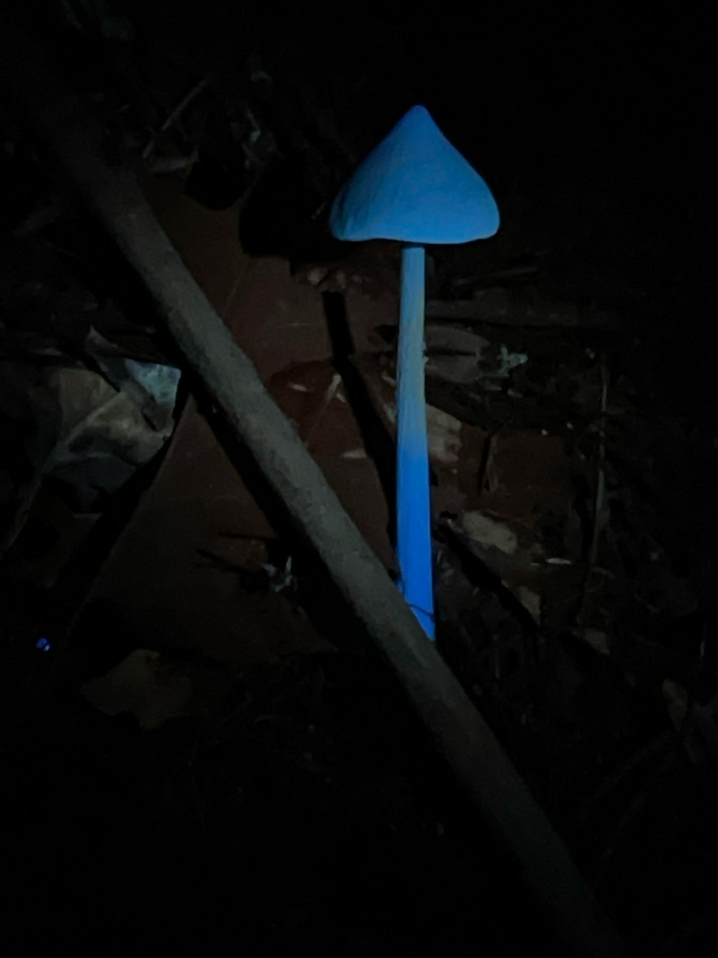 UV Night Hike: Mushrooms, Glowing Plants & Fluorescent Forest Life