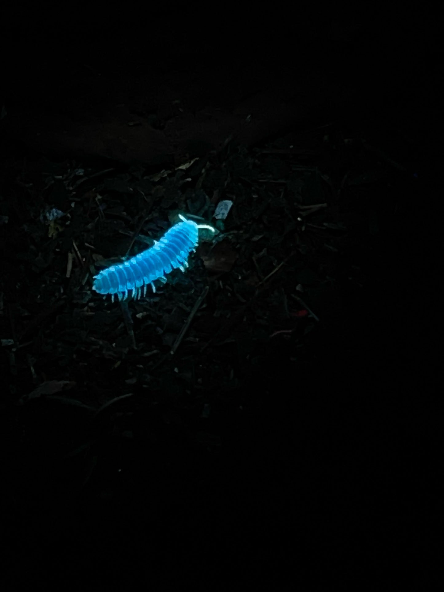 UV Night Hike: Mushrooms, Glowing Plants & Fluorescent Forest Life