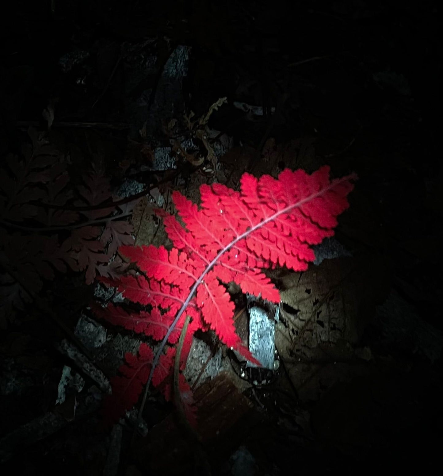 UV Night Hike: Mushrooms, Glowing Plants & Fluorescent Forest Life