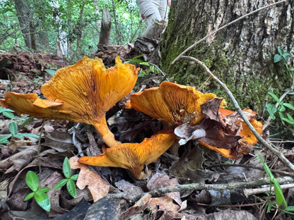 Wild Mushroom Food Safety Certification | Rhode Island | Oct. 24–25, 2026
